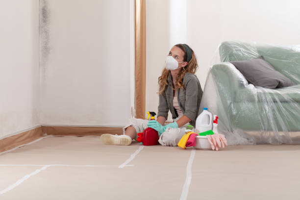 Reliable Basement Mold Removal contractor in Burnham, IL by Cheap Mold Removal