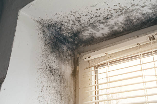 Affordable Basement Mold Removal solutions in Burnham, IL