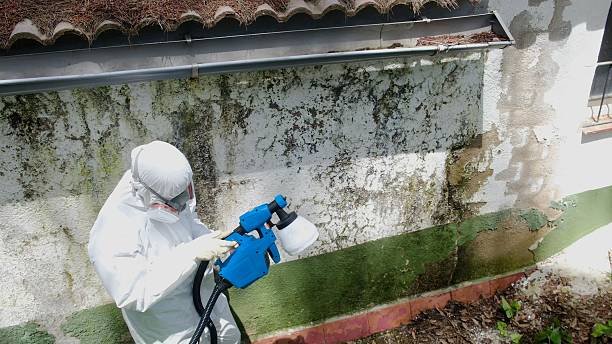 Top rated local Basement Mold Removal specialists in Burnham, IL